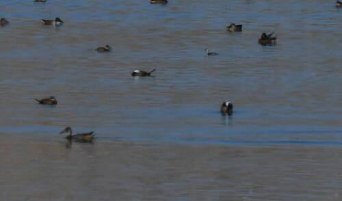 White-headed Duck
