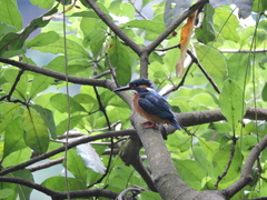 Alcedo atthis