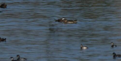 White-headed Duck