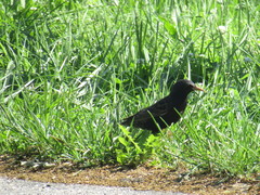 Sturnus vulgaris