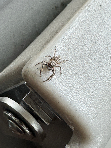 Tan Jumping Spider