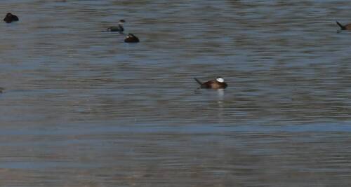 White-headed Duck