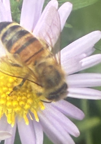 Western Honey Bee