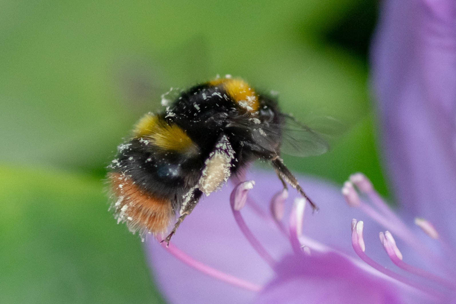 Bumble Bees (Genus Bombus) · iNaturalist