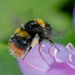 Early Bumble Bee - Photo (c) Nadja Baumgartner, some rights reserved (CC BY-NC), uploaded by Nadja Baumgartner