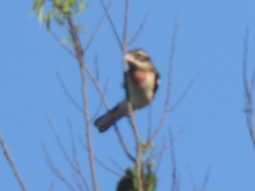Rose-breasted Grosbeak
