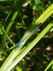 Zoniagrion exclamationis