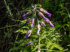 Boechera divaricarpa