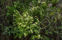 Boechera divaricarpa