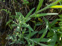 Boechera divaricarpa