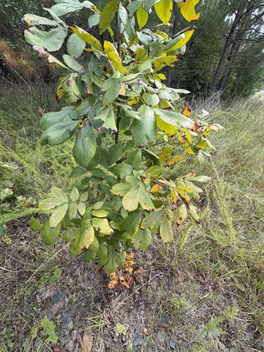 mockernut
