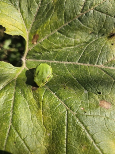 European Tree Frog