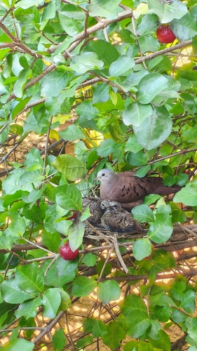 Ruddy Ground Dove