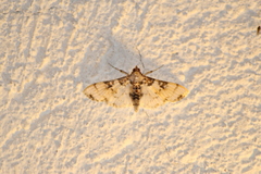 Azochis rufidiscalis