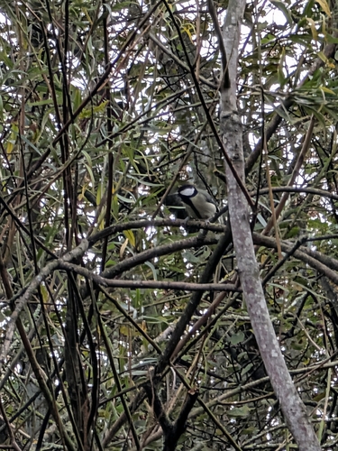 Great Tit