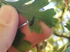 Mystacides sepulchralis