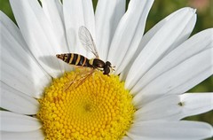 Sphaerophoria