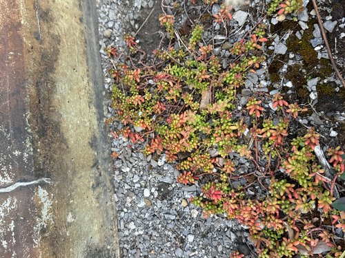 white stonecrop