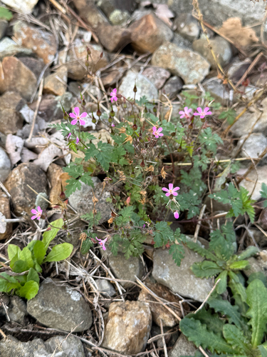Herb Robert