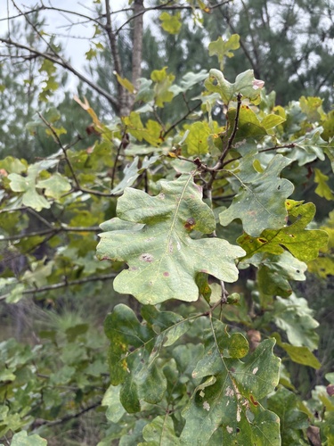 post oak