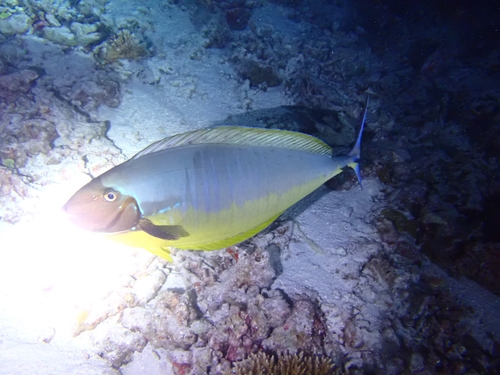 Naso hexacanthus observed 2026-10-01