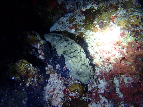Stichopus horrens observed 2026-10-01