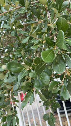 southern live oak