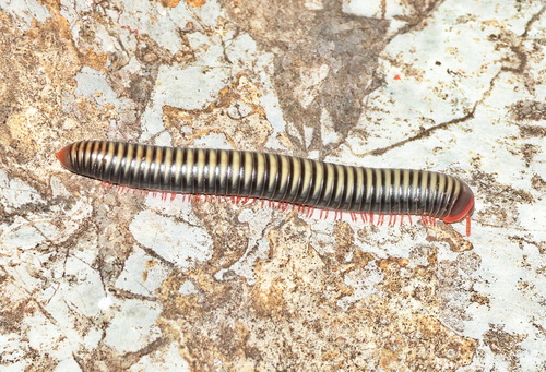 Litostrophus saraburensis