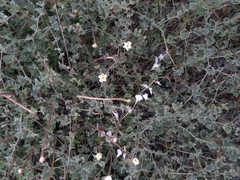 Acleisanthes