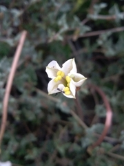 Acleisanthes