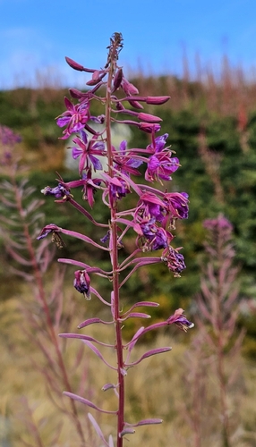 fireweed