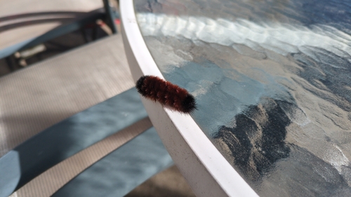 Isabella Tiger Moth