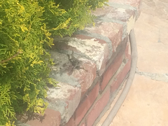 Sceloporus occidentalis