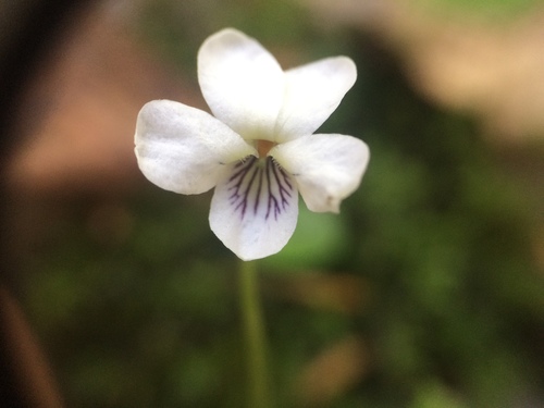 Viola incognita Brainerd