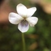 Largeleaf White Violet - Photo no rights reserved, uploaded by Étienne Lacroix-Carignan