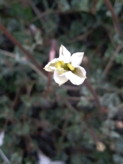 Acleisanthes