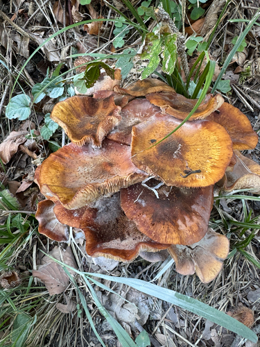 Honey Mushroom