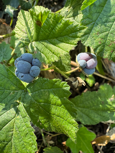 European dewberry