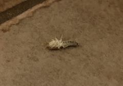 Lepisma