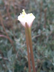Acleisanthes