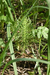 Equisetum pratense