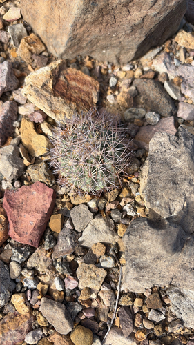 Warnock's Cactus