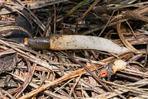 dog stinkhorn