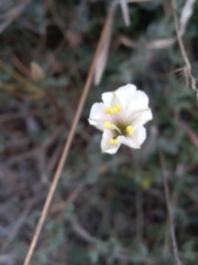 Acleisanthes