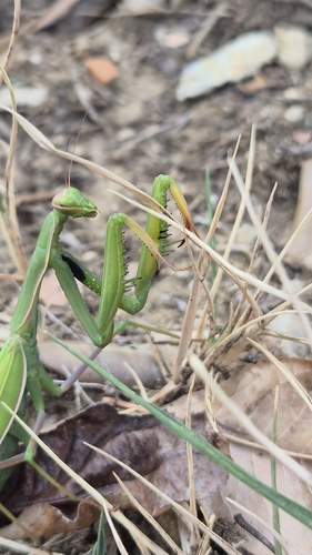 European Mantis