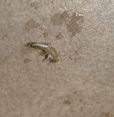 Lepisma