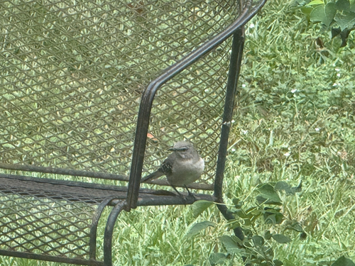 Northern Mockingbird