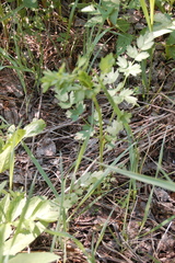Thalictrum flavum