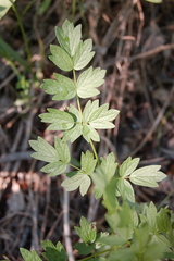 Thalictrum flavum