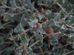 Acleisanthes
